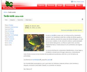 Tordo verde (Labrus viridis)