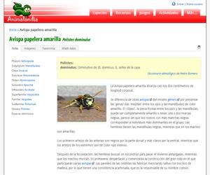 Avispa papelera amarilla (Polistes dominulus)