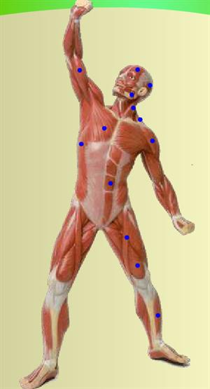 Músculos del cuerpo humano (educarm.es)