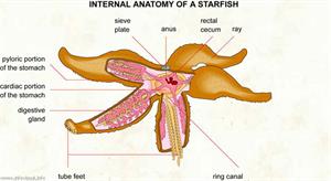 Starfish  (Visual Dictionary)