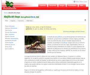 Abejilla del álamo y del chopo (Sesia apiformis)