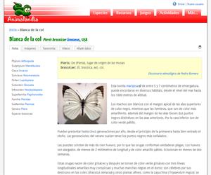 Blanca de la col (Pieris brassicae )