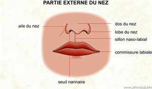 Nez (Dictionnaire Visuel)
