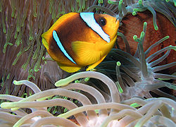 Pez payaso del Mar Rojo -Amphiprion bicinctus- (EducaMadrid)