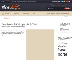 Flora silvestre de Chile: quisquito de Taltal (Educarchile)