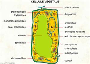 Cellule végétale (Dictionnaire Visuel)