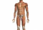 Descubre el cuerpo humano en 3D con Zygote Body