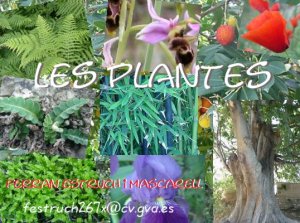 Les plantes