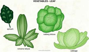 Vegetables - leaf  (Visual Dictionary)