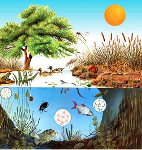 Ecosistemas acuáticos y terrestres-Actividades