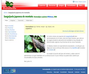 Sanguijuela japonesa de montaña (Haemadipsa zeylanica)