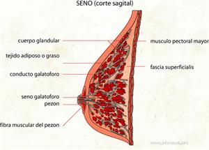 Seno (Diccionario visual)