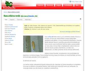 Rana arbórea verde (Hyla cinerea)