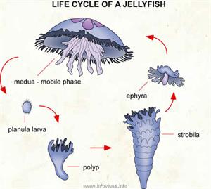 Life cycle of a jellyfish  (Visual Dictionary)