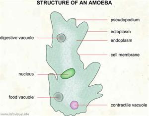 Amoeba  (Visual Dictionary)