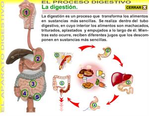 El aparato digestivo (M2R)