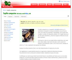 Topillo campesino (Microtus arvalis)