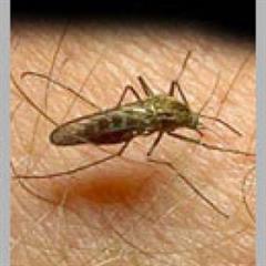 ¿Qué sabes acerca de la malaria o paludismo?