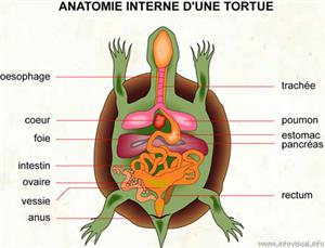 Anatomie interne d'une tortue (Dictionnaire Visuel)