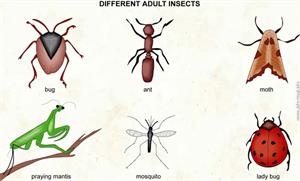 Insects  (Visual Dictionary)