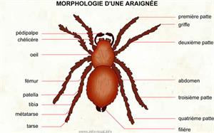Araignée (Dictionnaire Visuel)