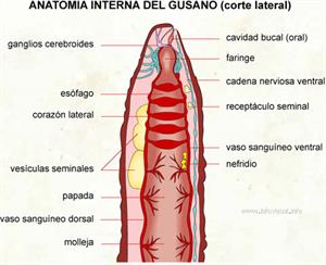Anatomia interna del gusano (Diccionario visual)