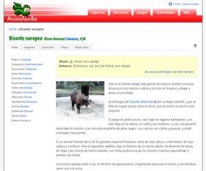 Bisonte europeo (Bison bonasus )