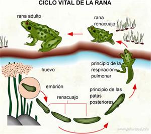 Ciclo vital de la rana (Diccionario visual)