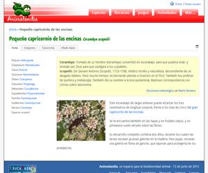 Pequeño capricornio de las encinas (Cerambyx scopolii)