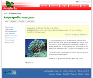 Acrópora gemífera (Acropora gemifera)