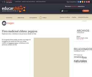 Flora medicinal chilena: pegajosa (Educarchile)