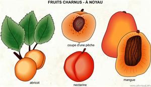 Fruits (Dictionnaire Visuel)