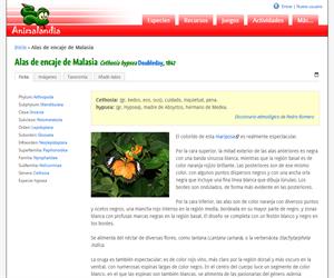 Alas de encaje de Malasia (Cethosia hypsea)