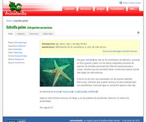 Estrella peine (Astropecten auranciacus)