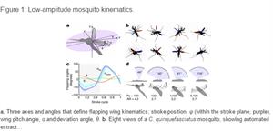 La física del vuelo inteligente del mosquito (Infografía de La Razón)