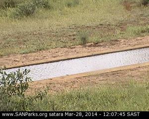 Vida salvaje en directo, webcam at SANParks (Parque Nacional Kruger de Sudáfrica)