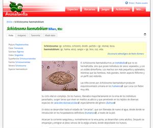 Schistosoma haematobium (Schistosoma haematobium)