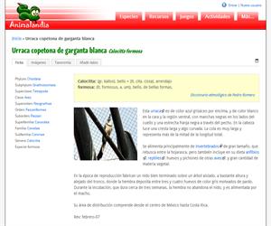 Urraca copetona de garganta blanca (Calocitta formosa)