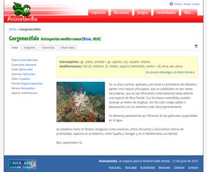 Gorgonocéfalo (Astrospartus mediterraneus)