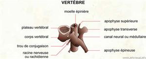 Columna vertebral (Diccionario visual) - Recursos ProFuturo