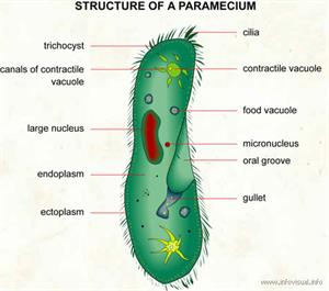 Paramecium  (Visual Dictionary)