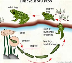 Life cycle of a frog  (Visual Dictionary)
