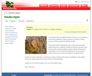 Pomatias elegans (Pomatias elegans)