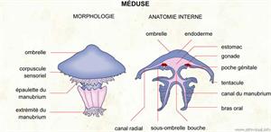 Méduse (Dictionnaire Visuel)