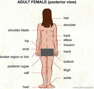 Adult female (posterior view)  (Visual Dictionary)
