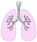 ¿Cómo funciona el aparato respiratorio?