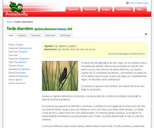 Tordo charretero (Agelaius phoenicus)