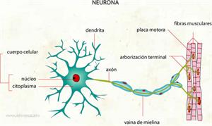 Neurona (Diccionario visual)