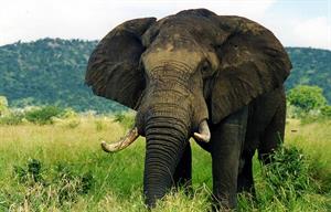 La imparable pérdida de elefantes de África