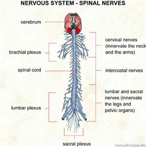 Nervous system spinal nerves  (Visual Dictionary)
